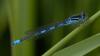 Coenagrion scitulum